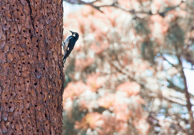 observacion de aves